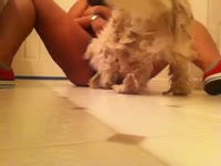 Dog loves the taste of lady's pussy